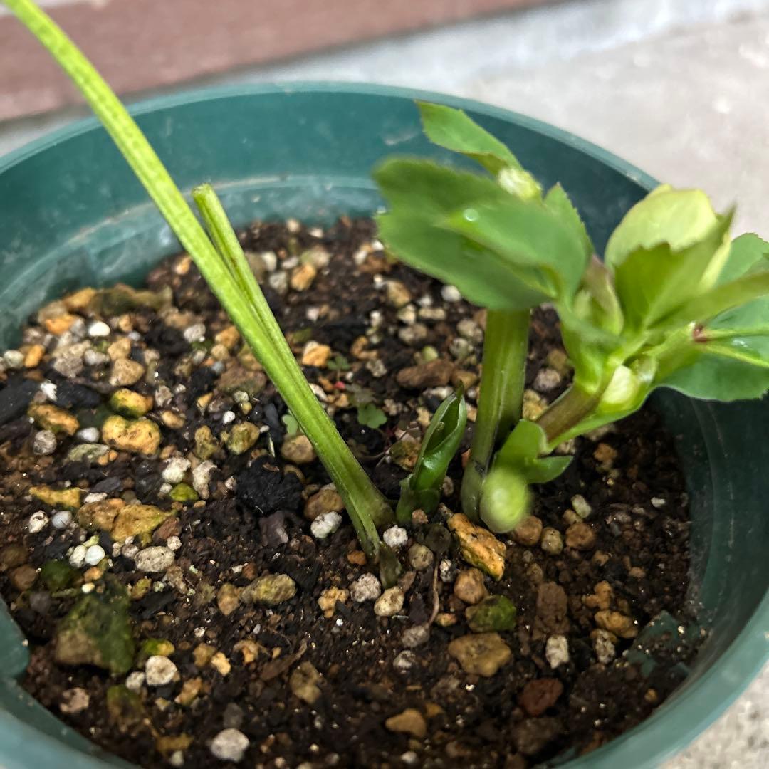 【希少】クリスマスローズ苗　実生1苗