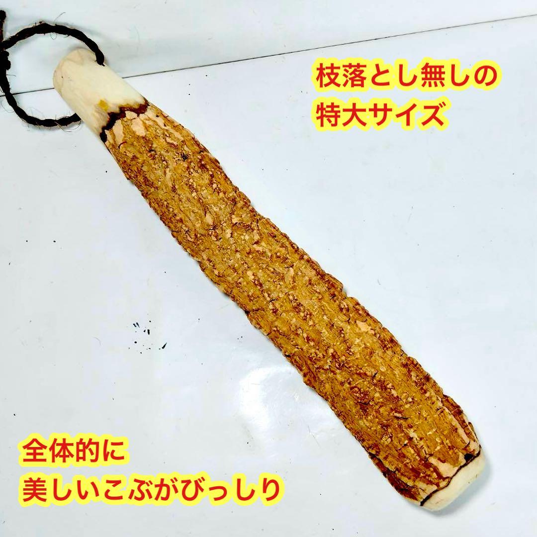 59♦️極上品 特大♦️超極太6.3cm 天然本山椒すりこぎ棒　プロ用　国産山椒の木