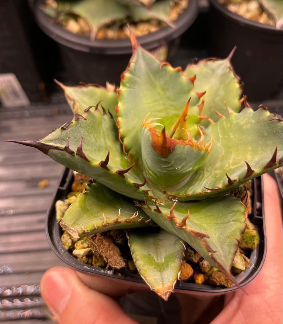 オテロイ実生 選抜