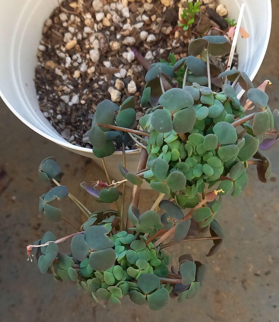 オキザリスフェグソニアエ開花終わり株　スーパーレアの品種　2株　鉢ごと発送