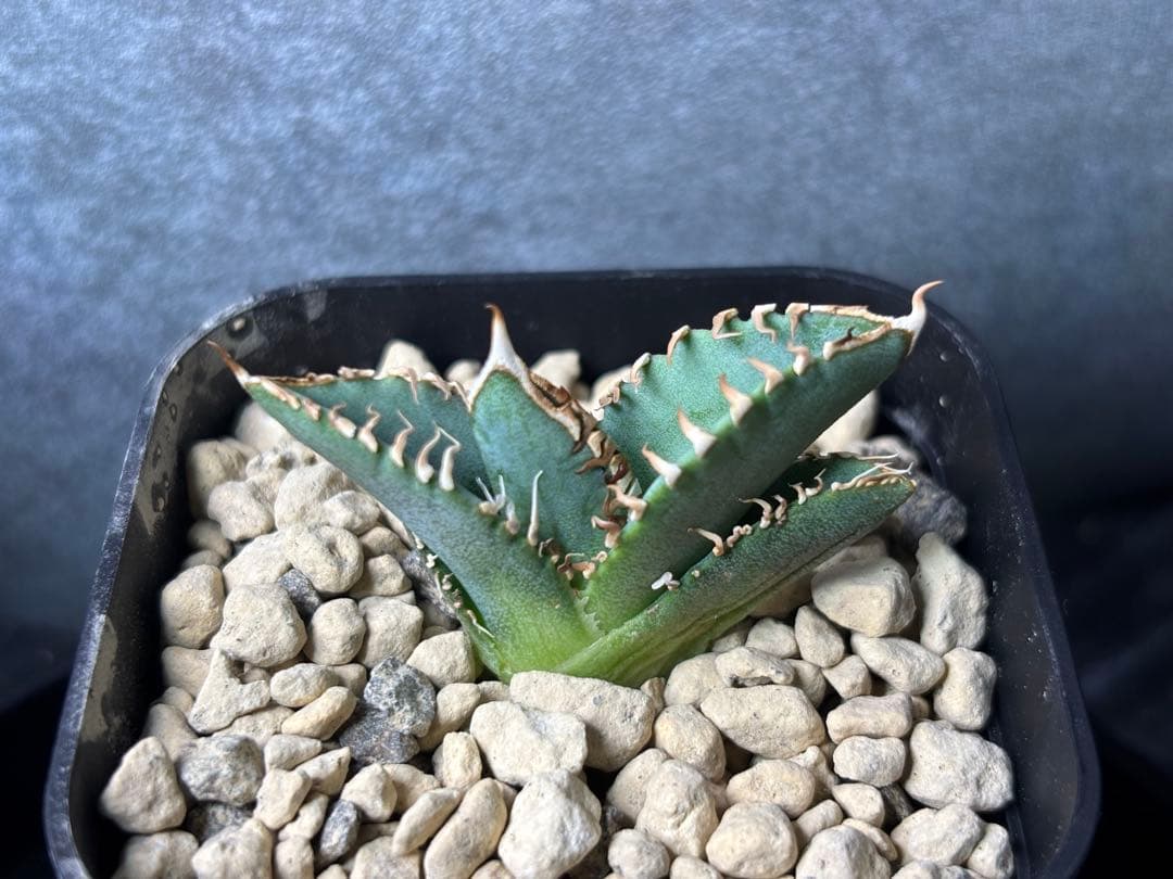 アガベ　大白鯊　ホホジロザメ　ホオジロザメ　発根済子株