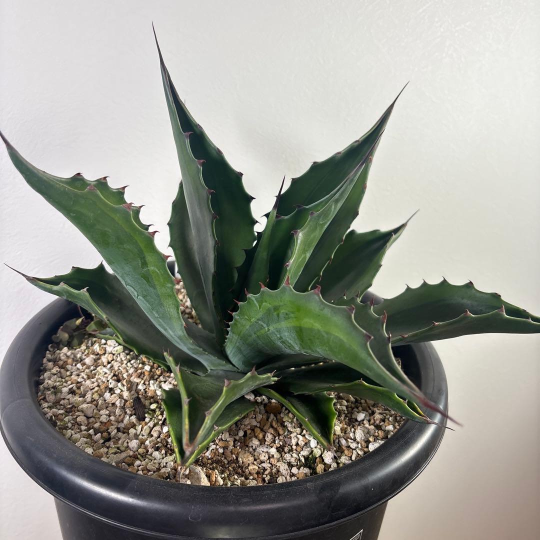 アガベ　フェロックス グリーンゴブレット錦　子株　カキコ　地植え