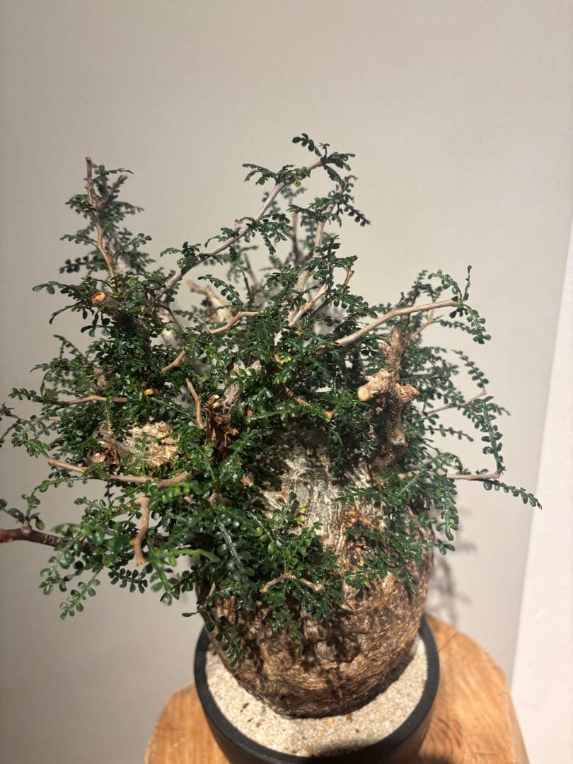 ソウルフル　オペルクリカリア　パキプス　塊根