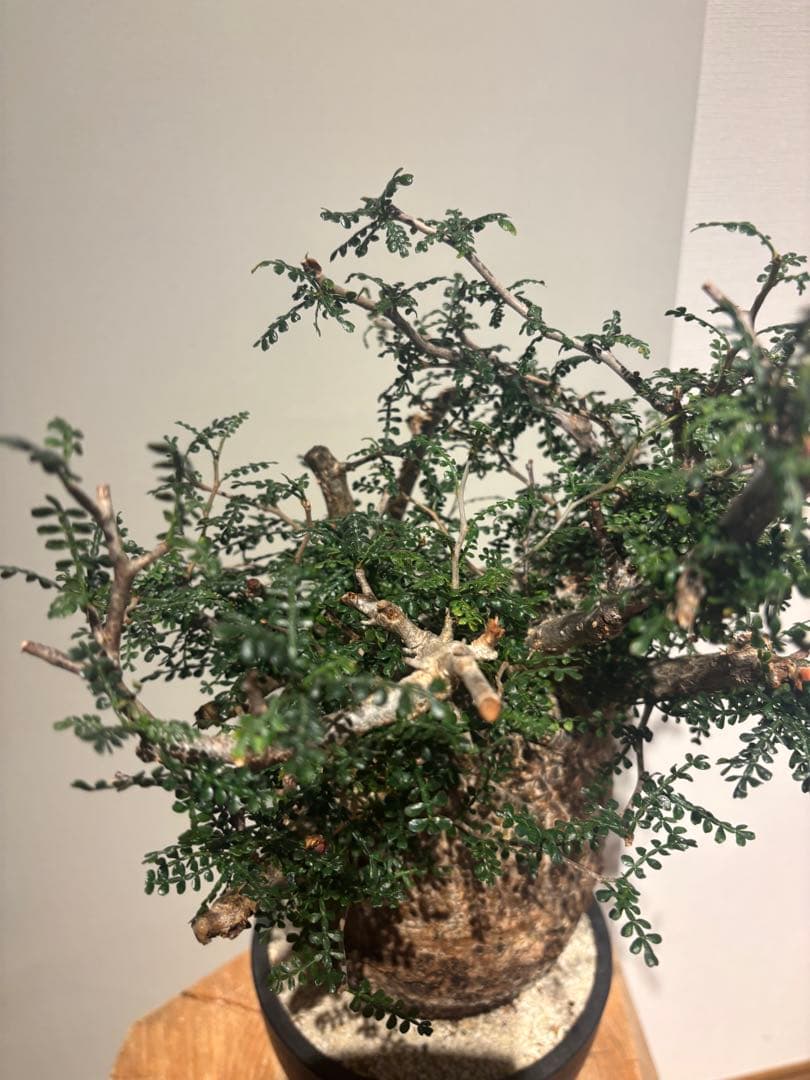 ソウルフル　オペルクリカリア　パキプス　塊根