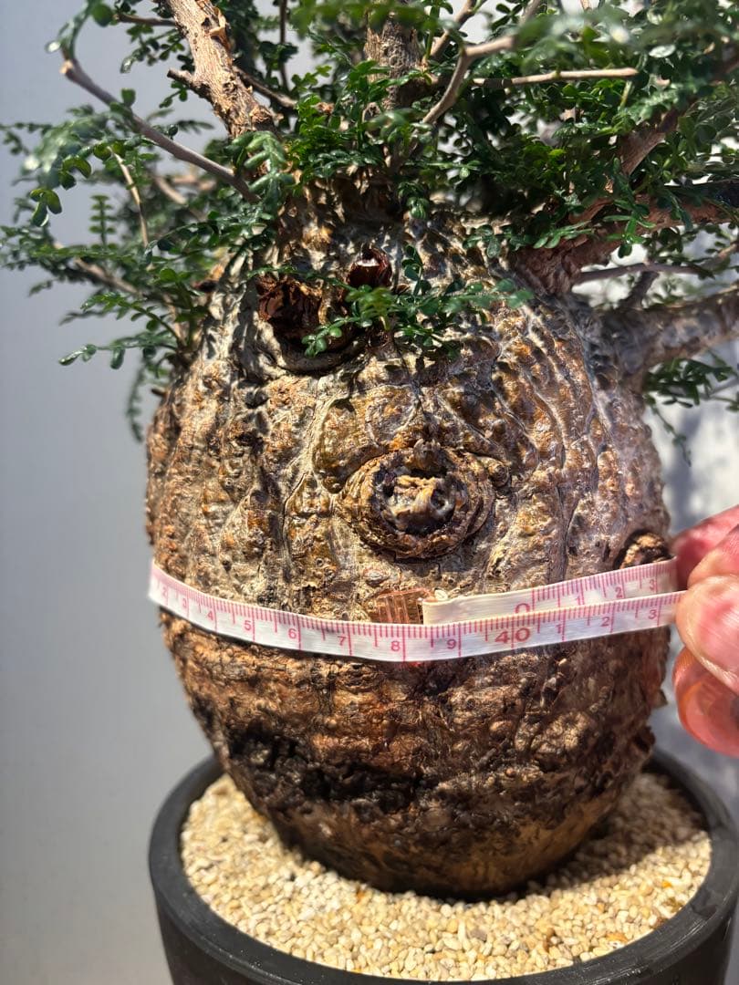 ソウルフル　オペルクリカリア　パキプス　塊根