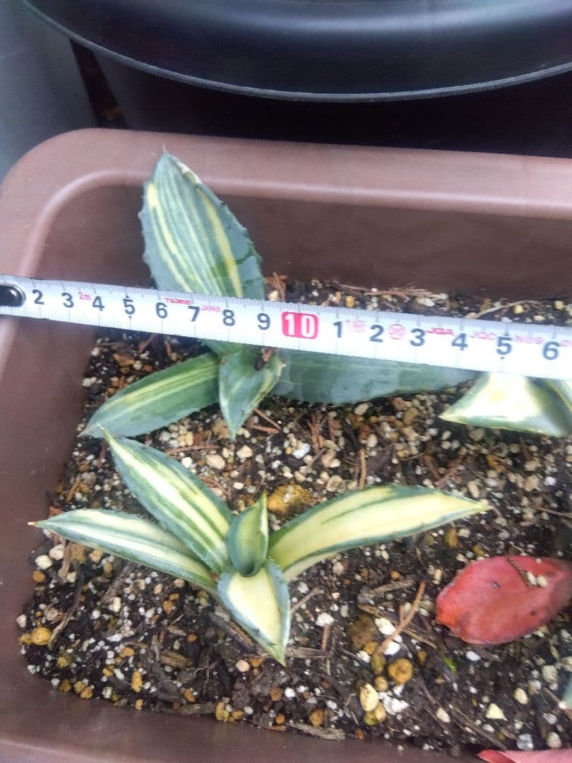 nochida587　フェロックス錦 11株