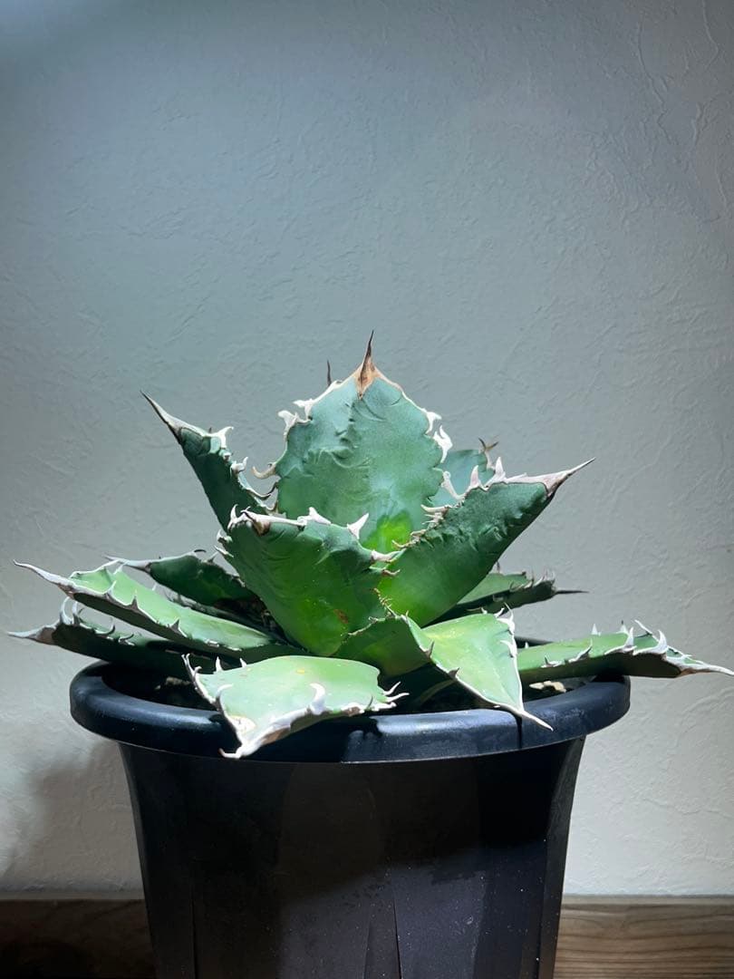 現品　特大　狂刺夕映　アガベ　チタノタ　台湾株　仔株多数　鉢のまま発送　屋外管理