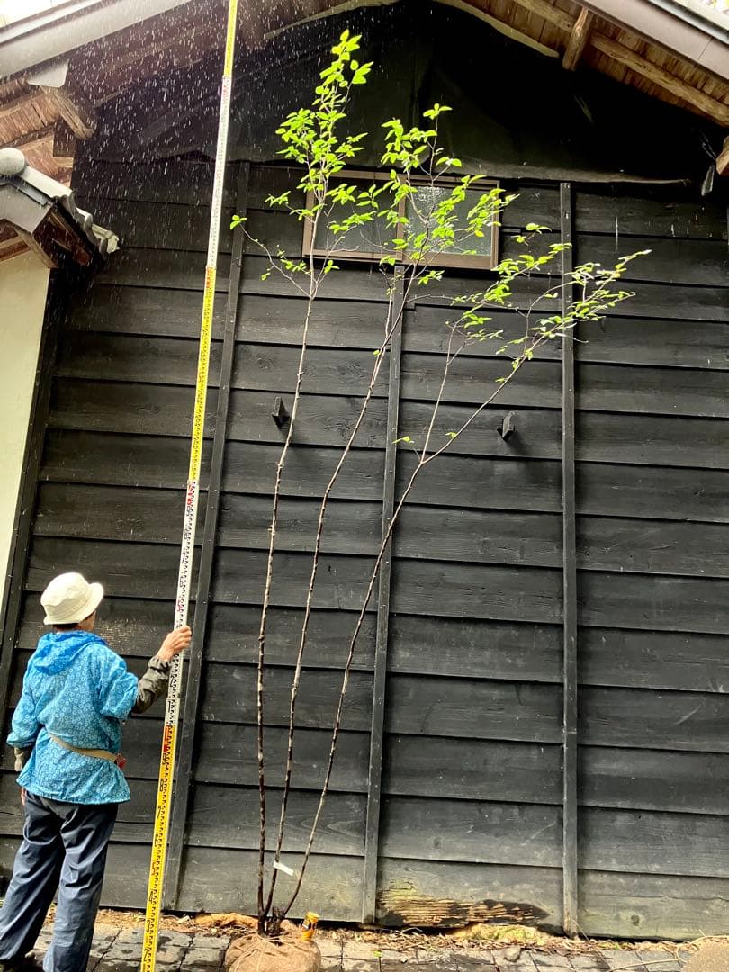70 希少　山採り　ザイフリボク
