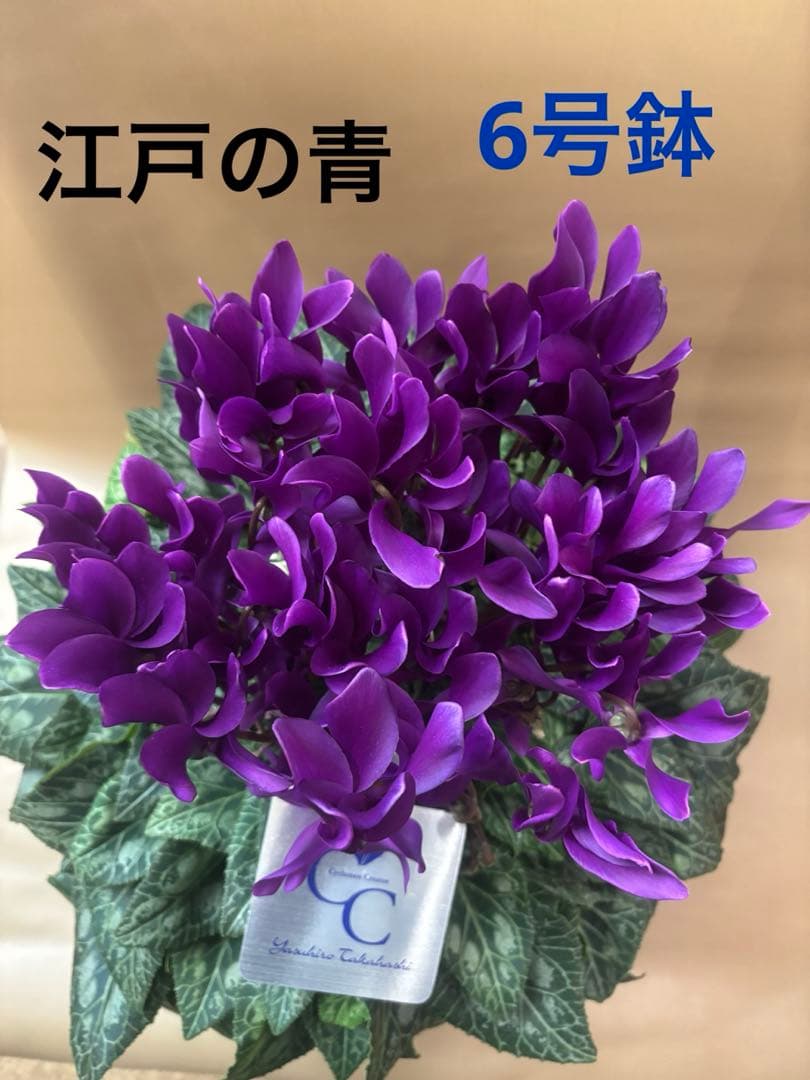 ブルーシクラメン　江戸の青　6寸 鉢ごと　苗　植物