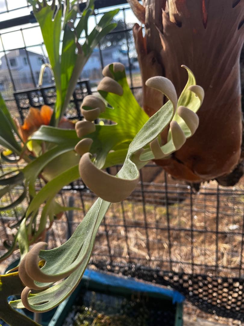 ビカクシダ　フーンシキ　子株