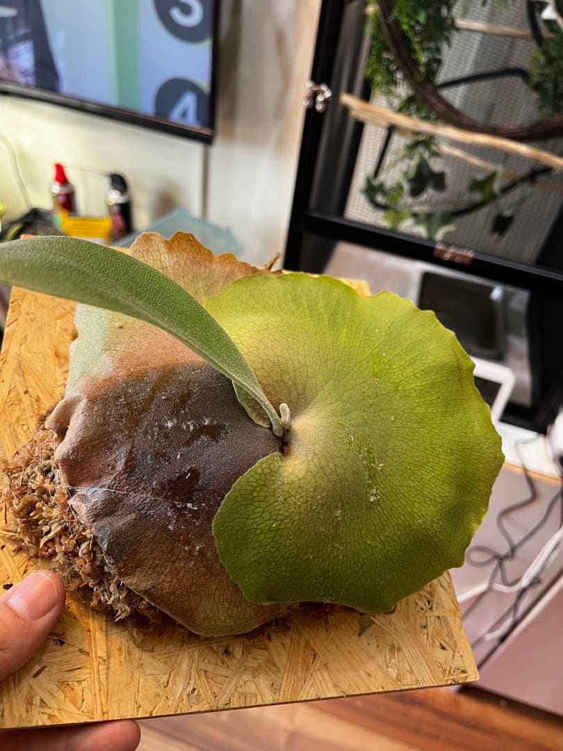 ビカクシダ　フーンシキ　子株