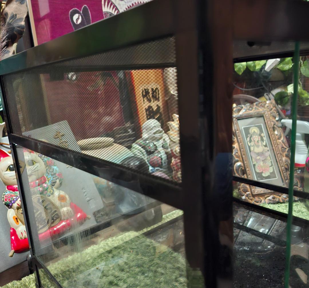 最終価格！レプティワイルド　パンテオン６０４５