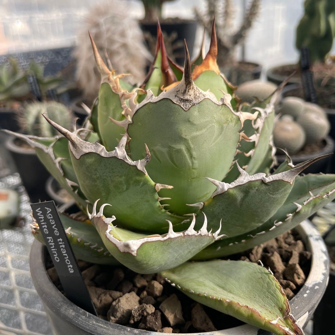 アガベ チタノタ ホワイトライノ 白犀牛 シロサイ 5号ブラックポットマーブル