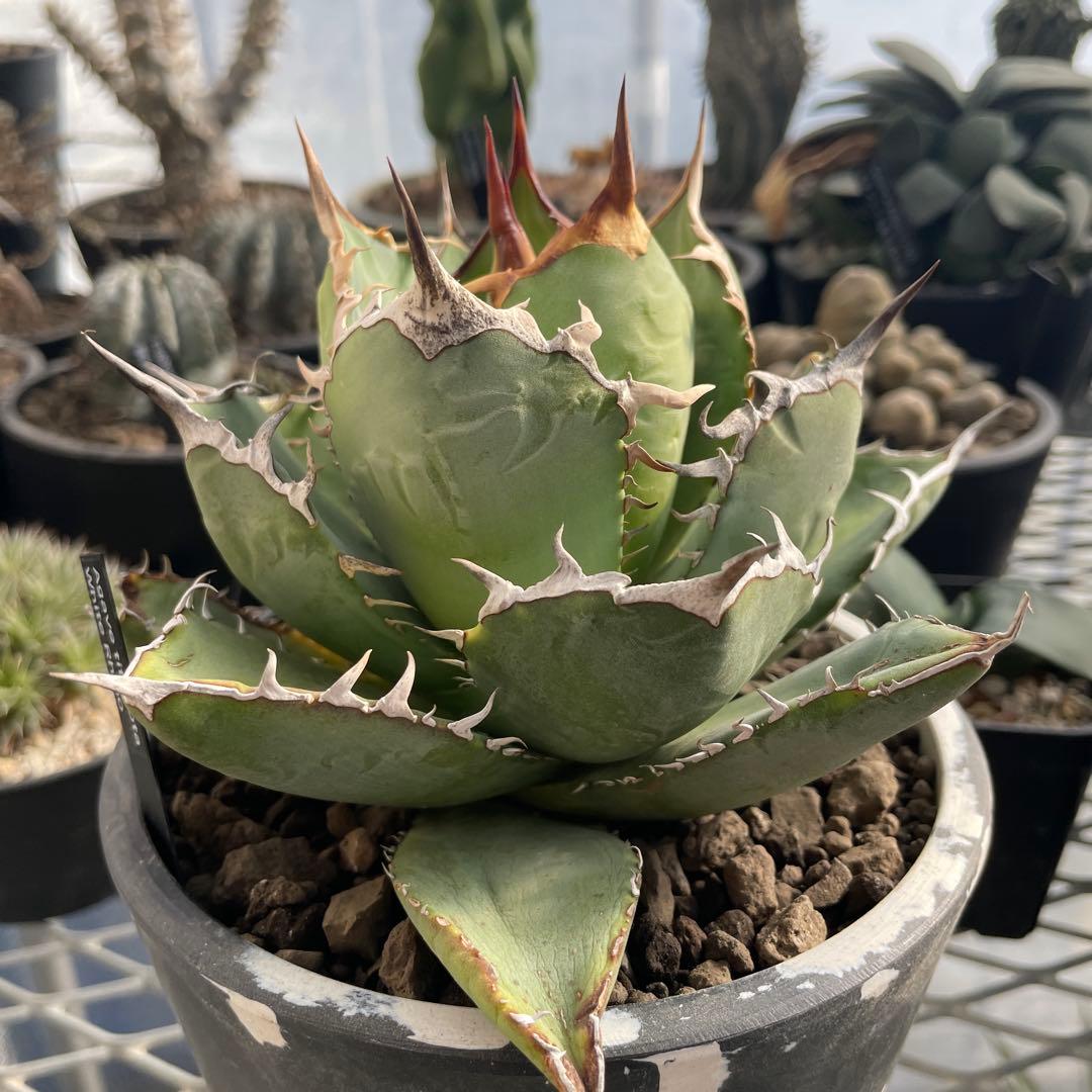 アガベ チタノタ ホワイトライノ 白犀牛 シロサイ 5号ブラックポットマーブル