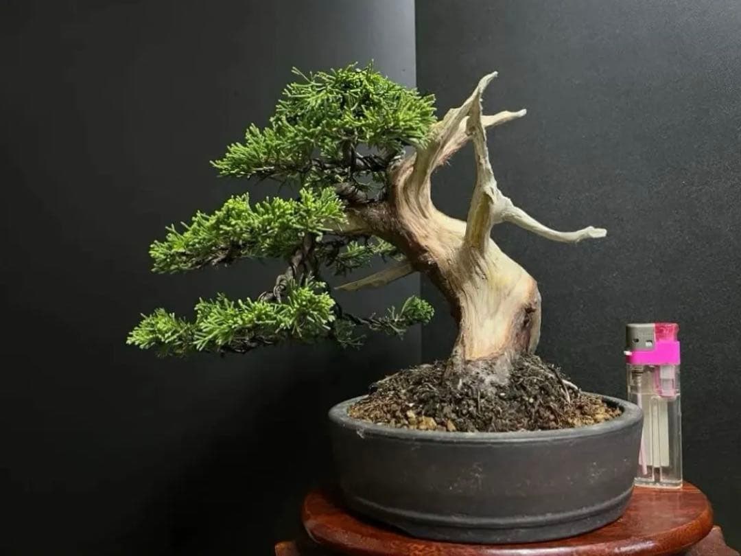 真柏盆栽　糸魚川真柏　太板幹　小品盆栽　樹高17cm