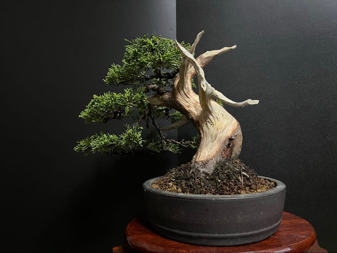 真柏盆栽　糸魚川真柏　太板幹　小品盆栽　樹高17cm