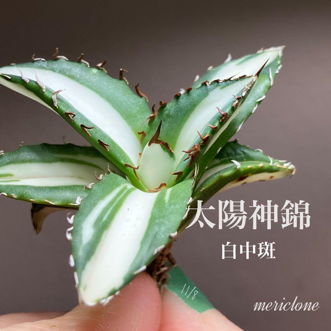 【8の日限定価格】サイズ大　アガベ　チタノタ　太陽神錦　白中斑　TC 根付き