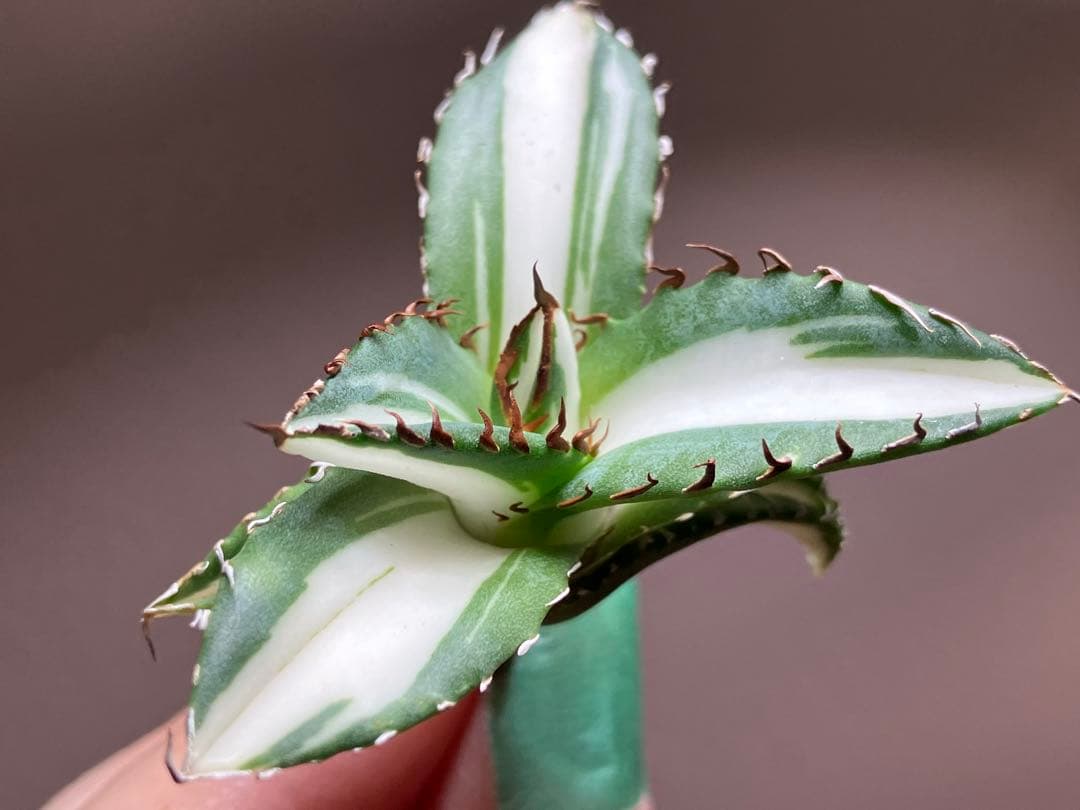 【8の日限定価格】サイズ大　アガベ　チタノタ　太陽神錦　白中斑　TC 根付き