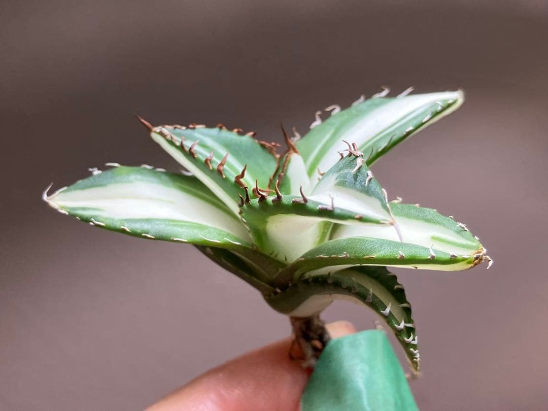 【8の日限定価格】サイズ大　アガベ　チタノタ　太陽神錦　白中斑　TC 根付き