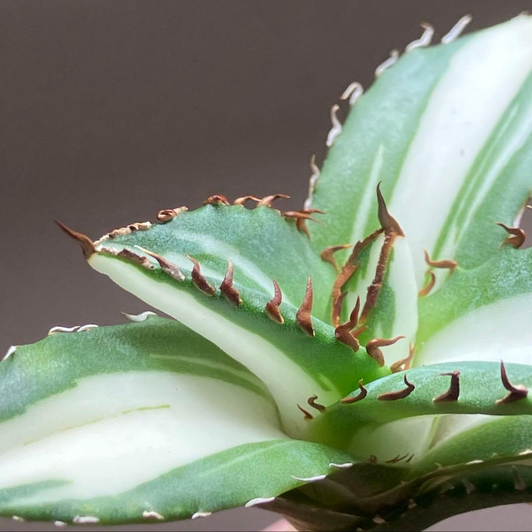 【8の日限定価格】サイズ大　アガベ　チタノタ　太陽神錦　白中斑　TC 根付き