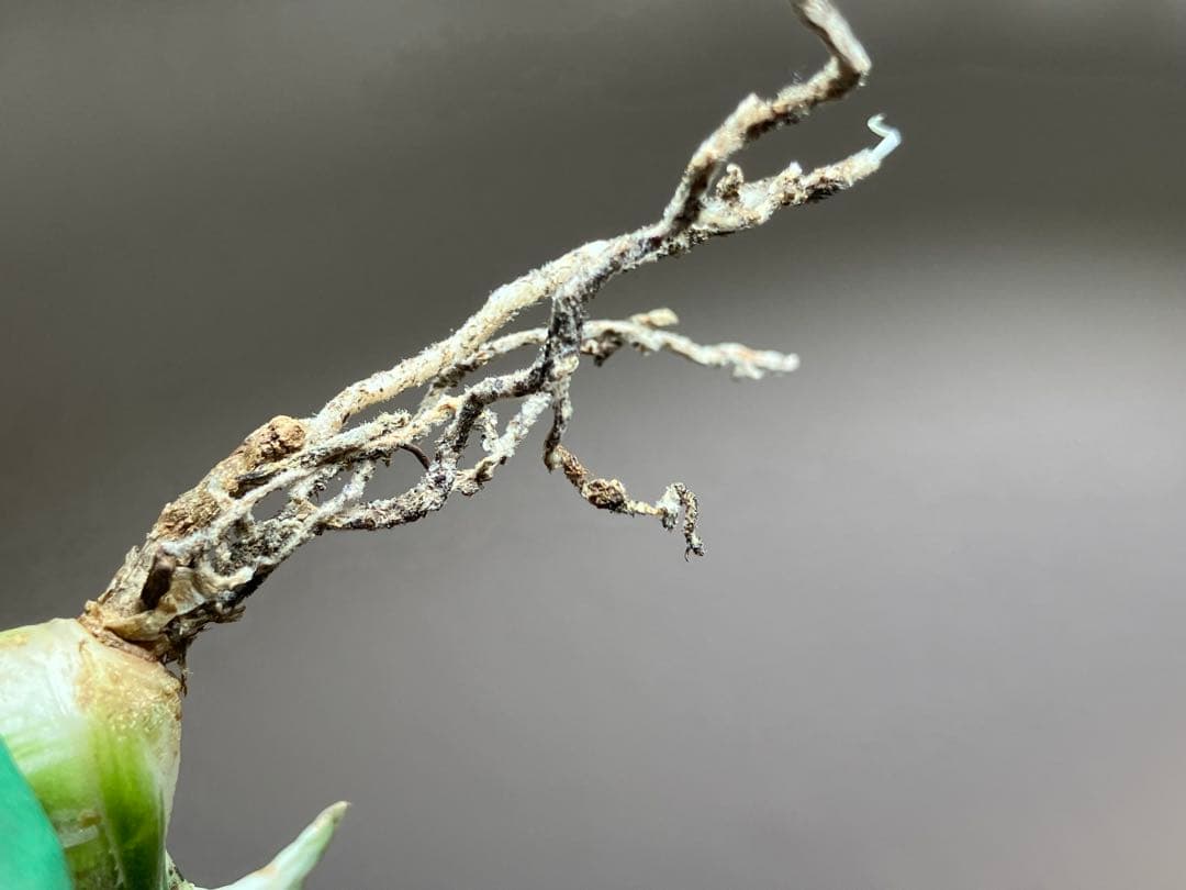 【8の日限定価格】サイズ大　アガベ　チタノタ　太陽神錦　白中斑　TC 根付き