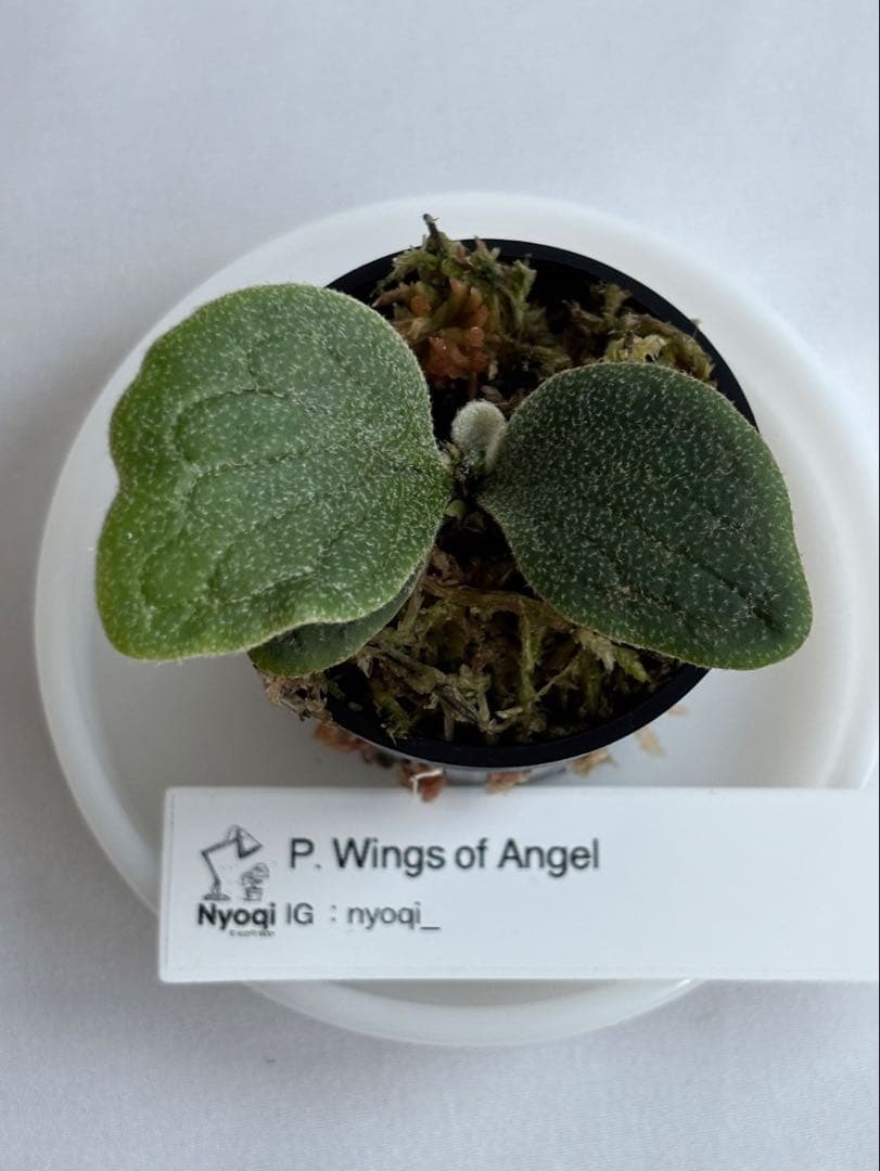 ASAP. Wings of Angel 「天使の翼」 (TC) 【18】