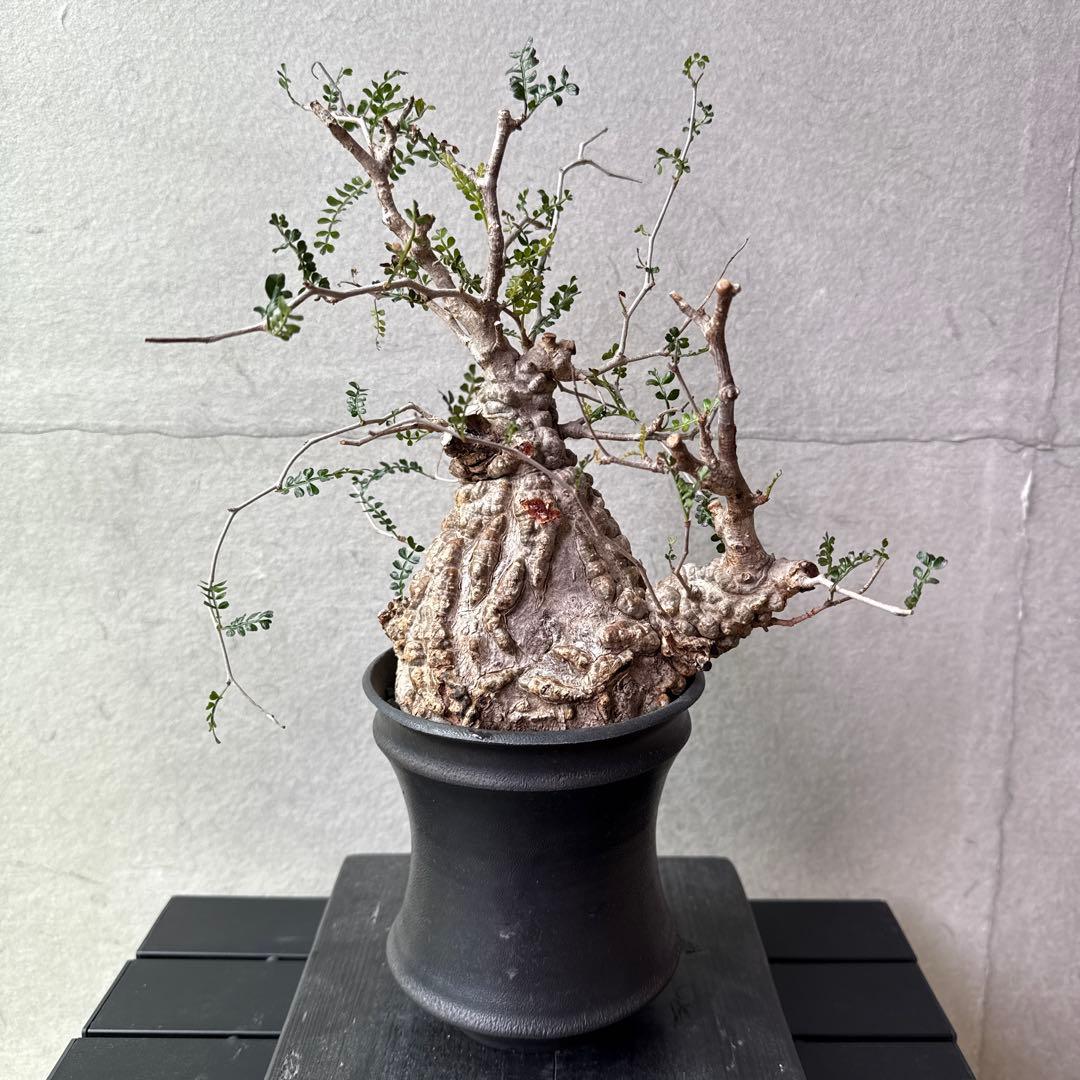 オペルクリカリア　パキプス　発根済み　カタチ制作所とのセット【最終価格】