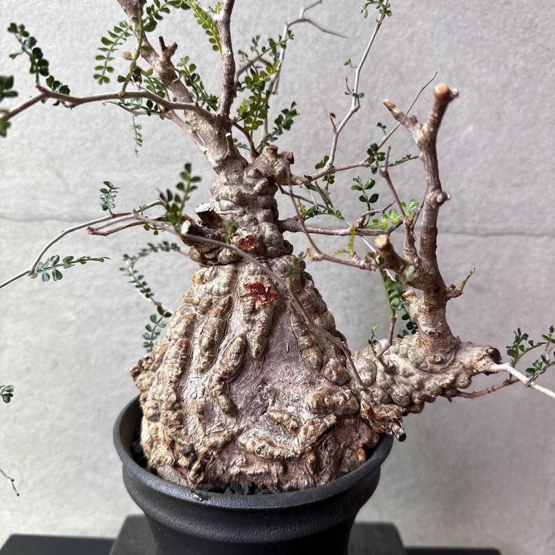 オペルクリカリア　パキプス　発根済み　カタチ制作所とのセット【最終価格】