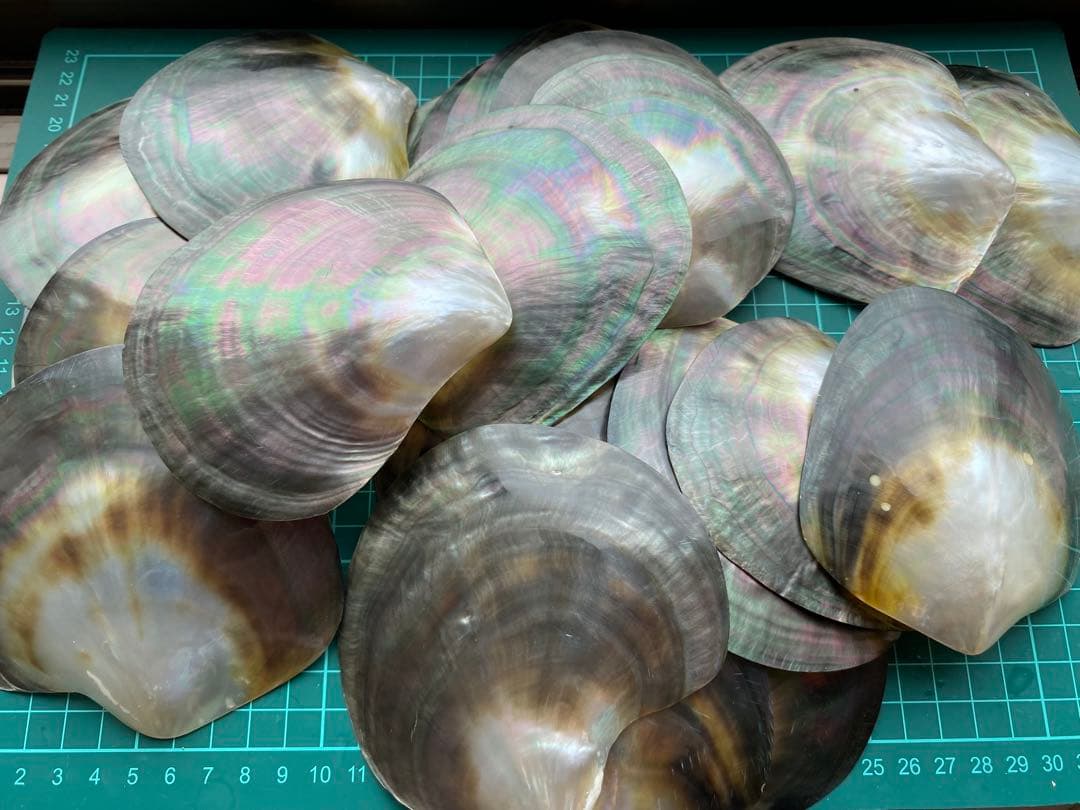 黒蝶貝　30枚セット磨き上げ済　美品