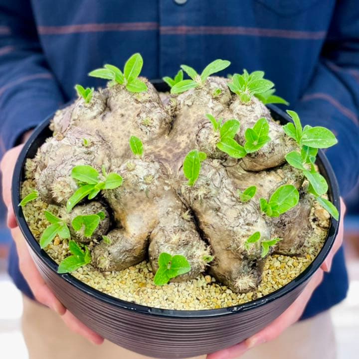 パキポディウム　ブレビカウレ　恵比寿笑い　塊根植物　コーデックス