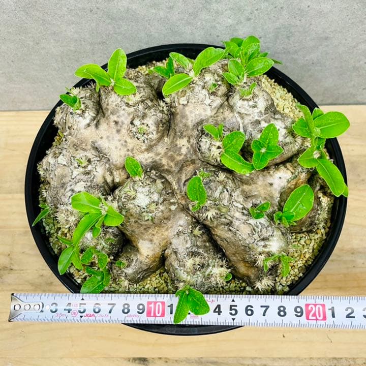 パキポディウム　ブレビカウレ　恵比寿笑い　塊根植物　コーデックス