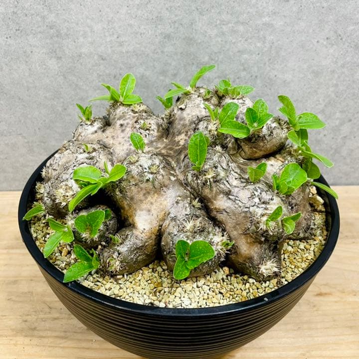 パキポディウム　ブレビカウレ　恵比寿笑い　塊根植物　コーデックス