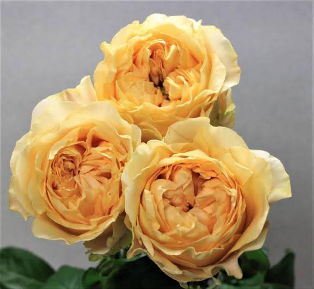 切り花品種バラ苗　レアバラ 　オール４ロマ♡ バラ