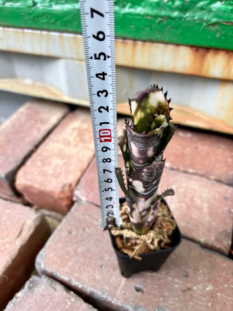 ビルベルギア ドミンゴス マルティンス 極上株 リサ