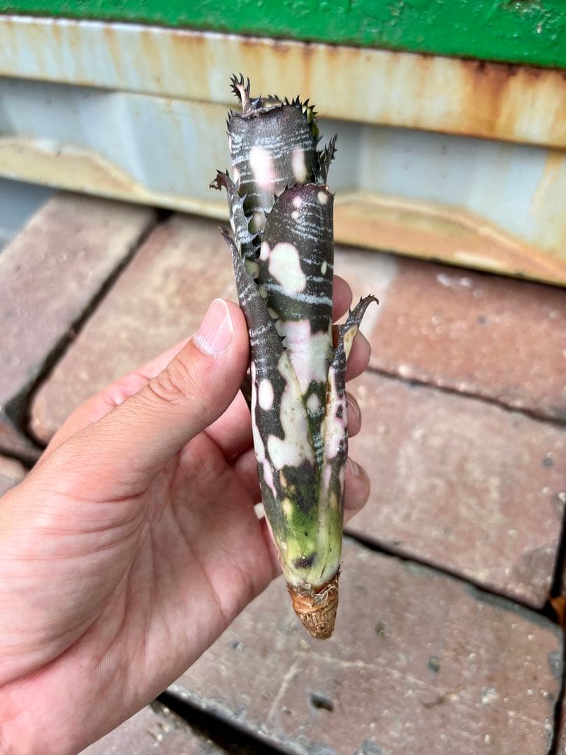 ビルベルギア ドミンゴス マルティンス 極上株 リサ