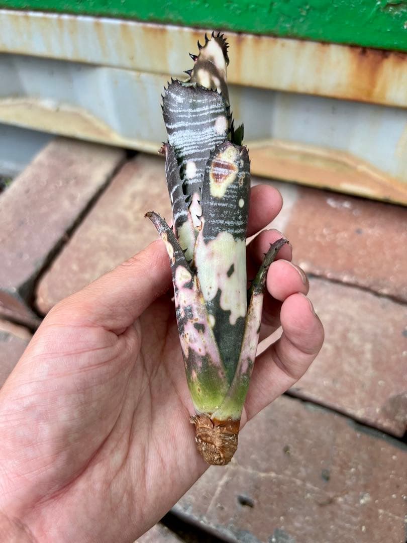 ビルベルギア ドミンゴス マルティンス 極上株 リサ