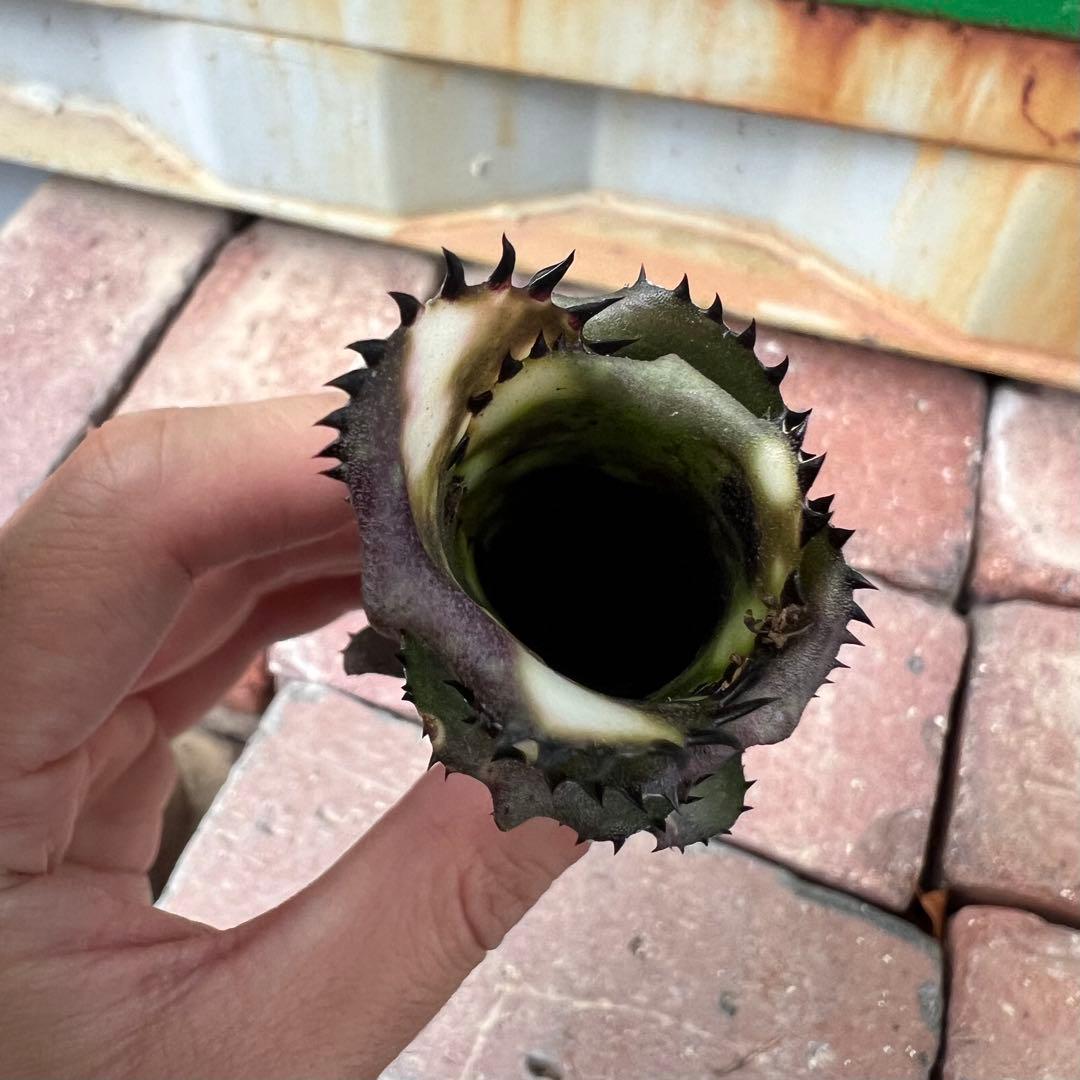 ビルベルギア ドミンゴス マルティンス 極上株 リサ