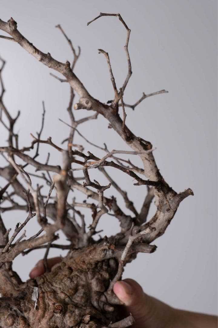 GP120 オペルクリカリア パキプス ベアルート株