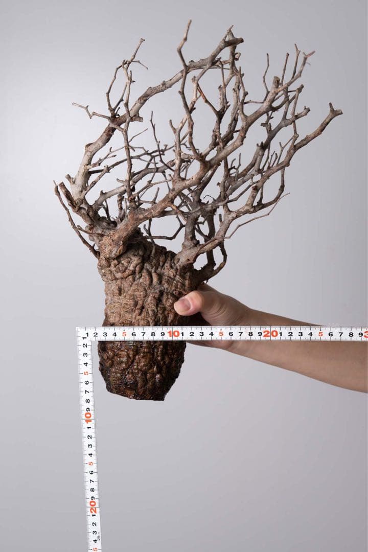 GP120 オペルクリカリア パキプス ベアルート株