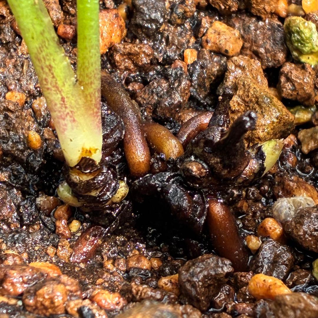 ヒ*イ様 ❤️開花株❤️根充実❤️893【ダーク　超多弁⭐️立体的球体⭐️】