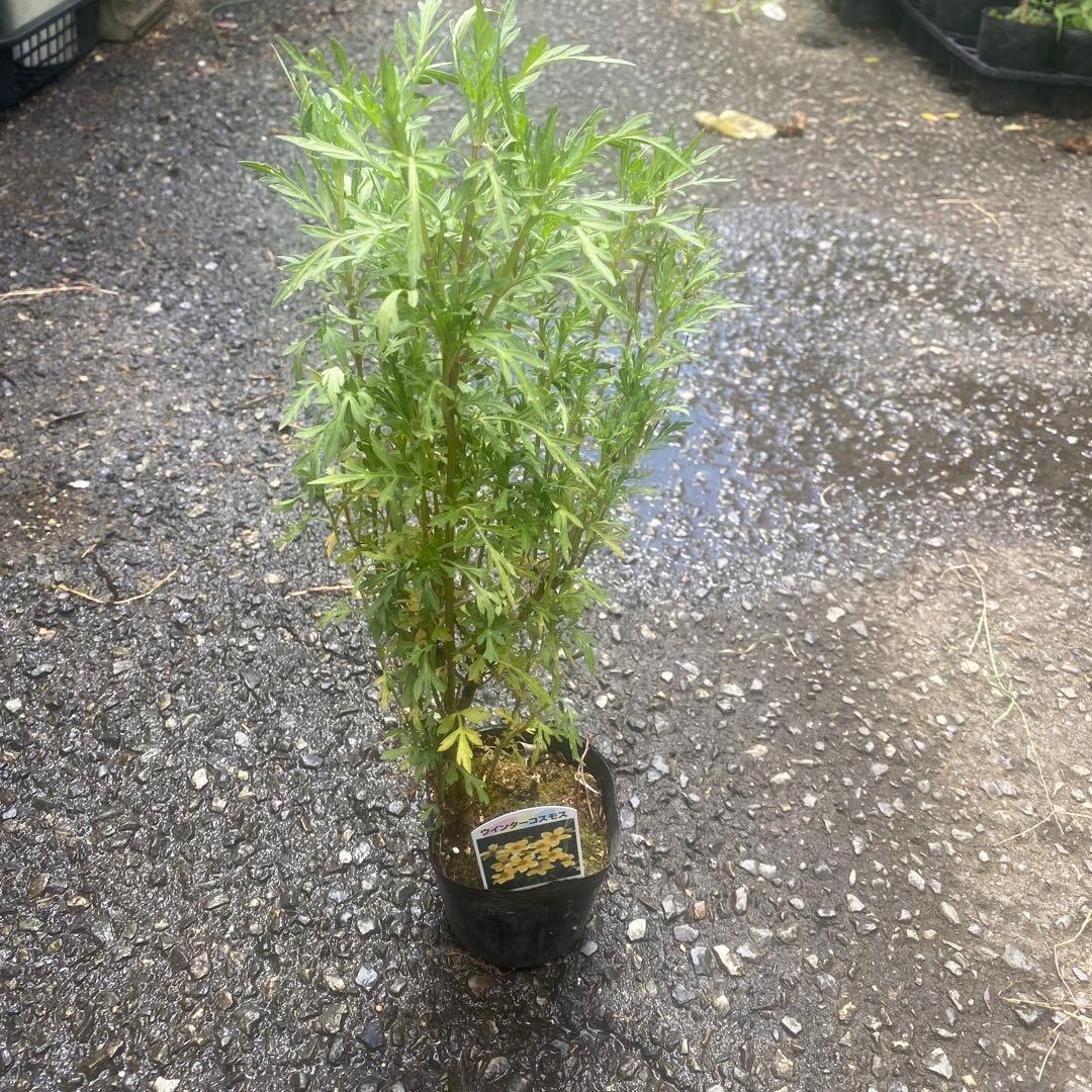 宿根コスモス類問い合わせ