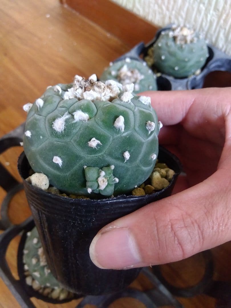 サボテン　銀冠玉　2.5号ポットつき　7株セット❗　あ