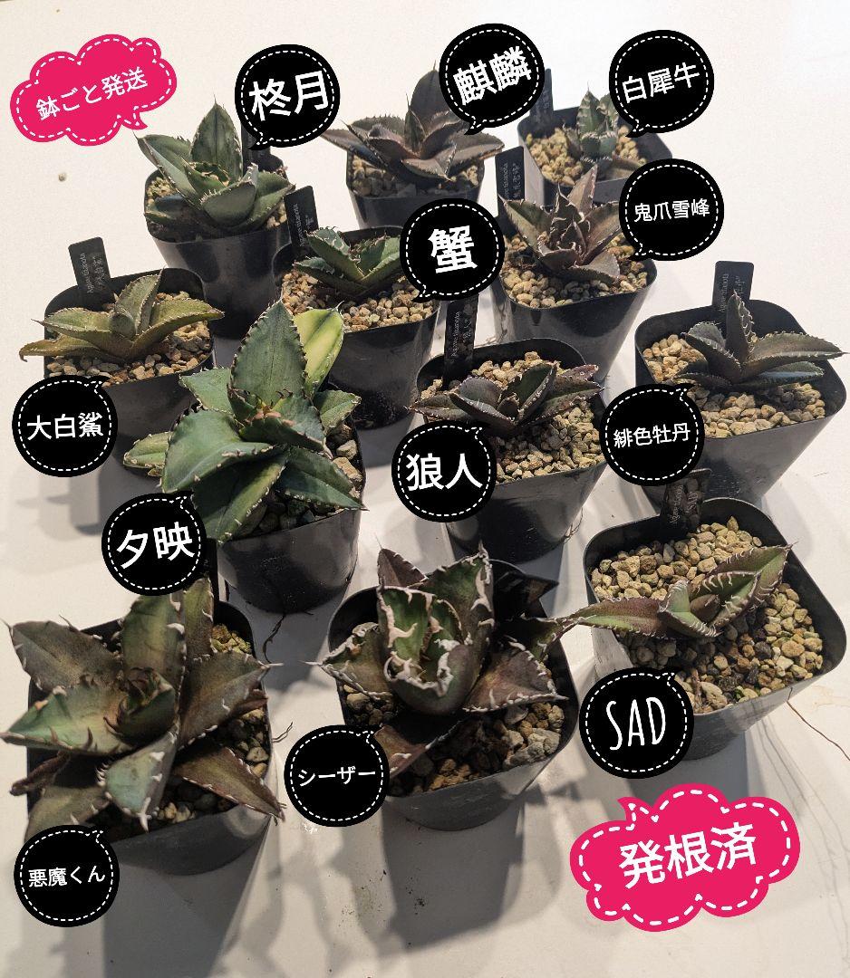 【鉢ごと発送】人気のチタノタ12種セット【ネームタグ付】