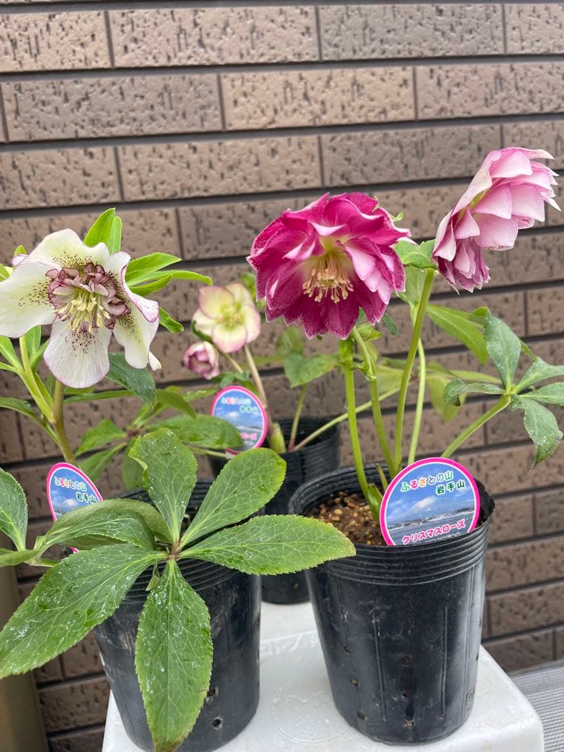 クリスマスローズ　セミダブル　ダブル 開花株　３苗　宿根草　シェードガーデン