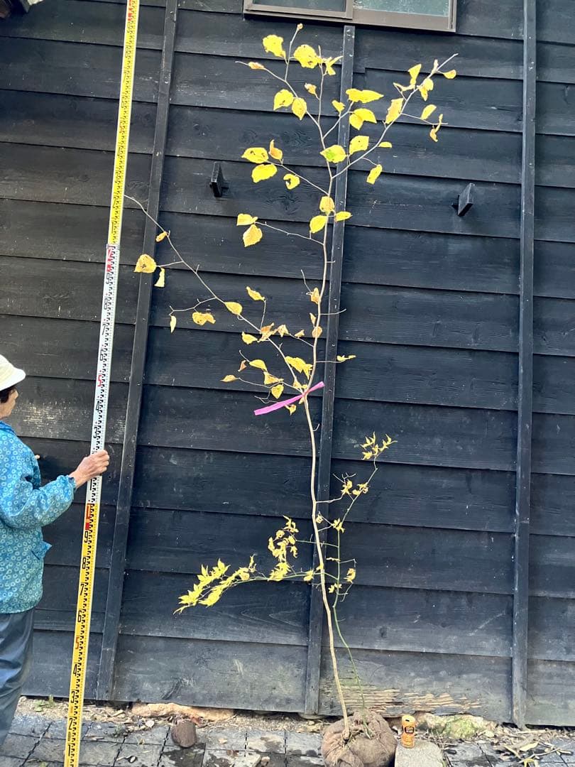 山採り　マンサク　ヤマモミジ　混合株