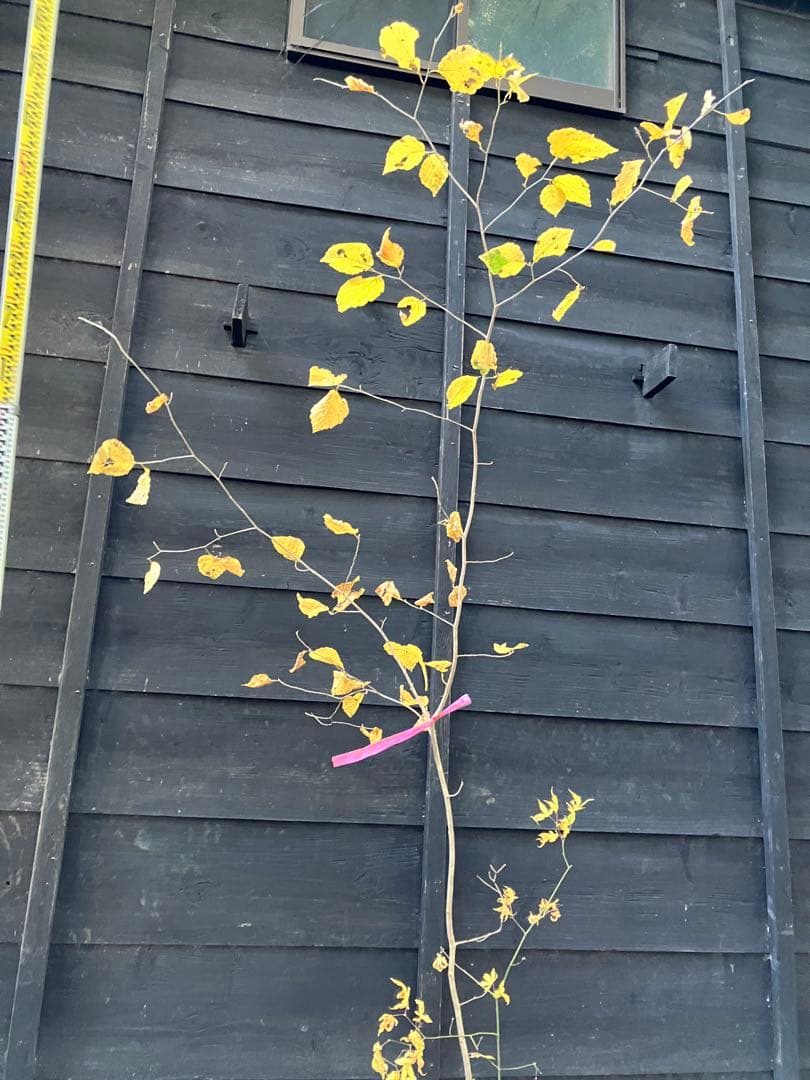 山採り　マンサク　ヤマモミジ　混合株