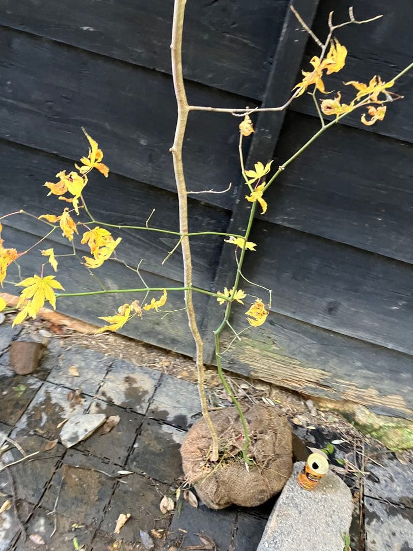 山採り　マンサク　ヤマモミジ　混合株