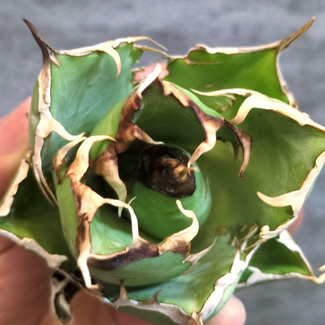 イランナーセリー選抜株 ドラゴンクロウ　イラン直輸入株 アガベ チタノタ