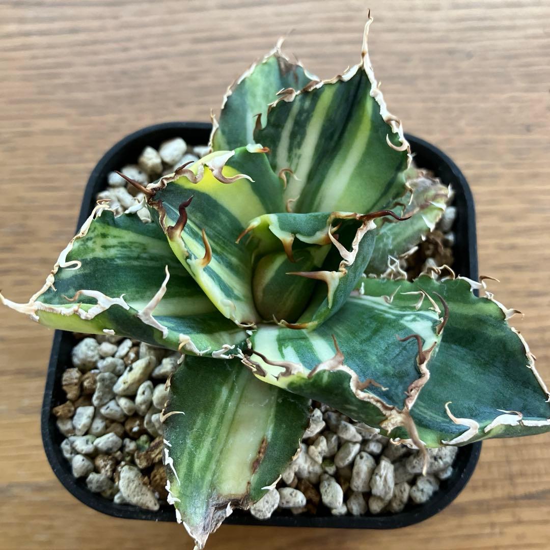 【鉢ごと発送】特大　美株　縞斑　アガべ　チタノタ　白鯨錦　TC