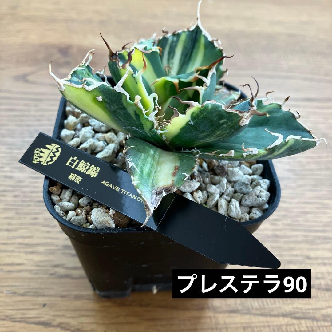 【鉢ごと発送】特大　美株　縞斑　アガべ　チタノタ　白鯨錦　TC